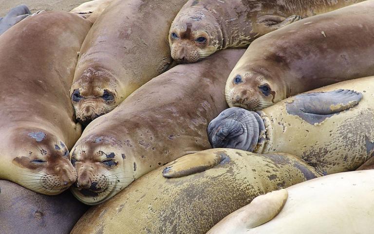 Seven seals plus one