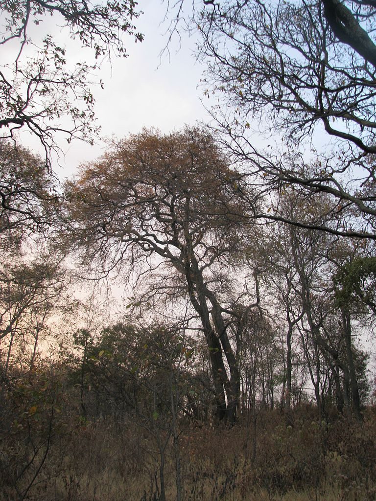 Mexican forest in the dry season