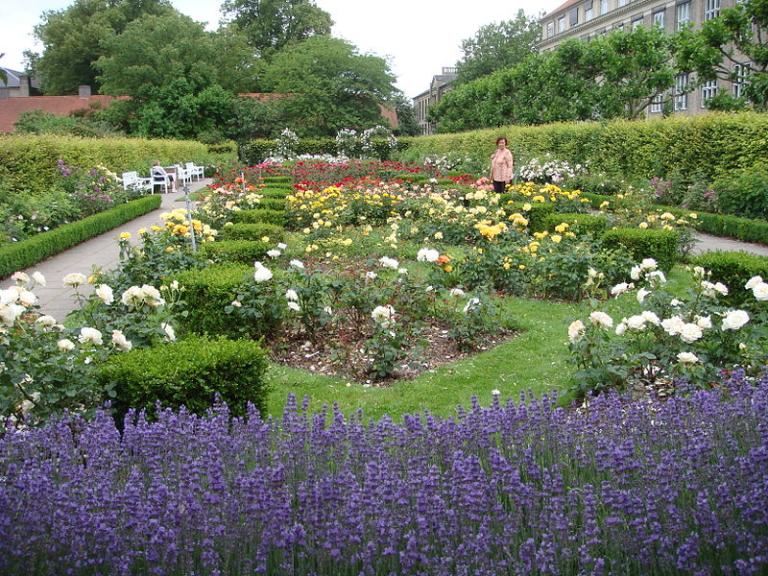 A Danish rose garden
