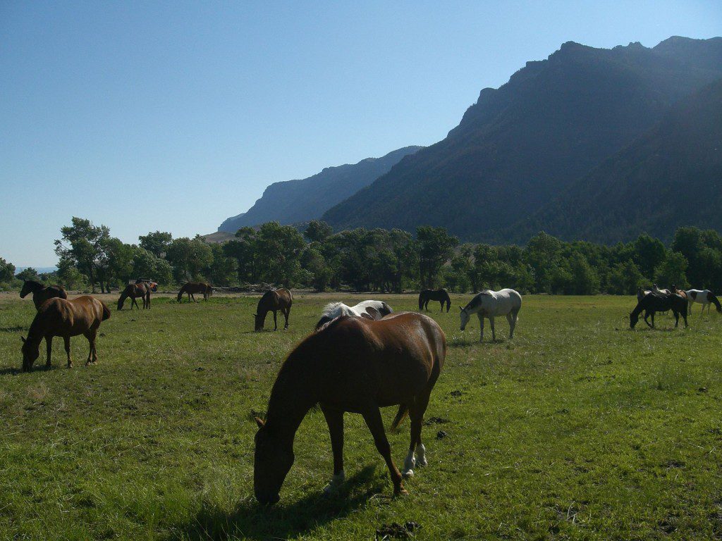 Cody WY horses