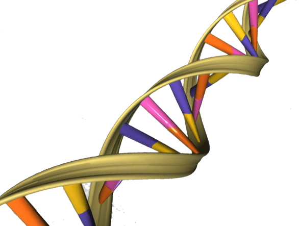 A DNA spiral