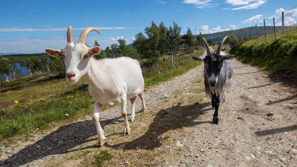 Two Norsk goats
