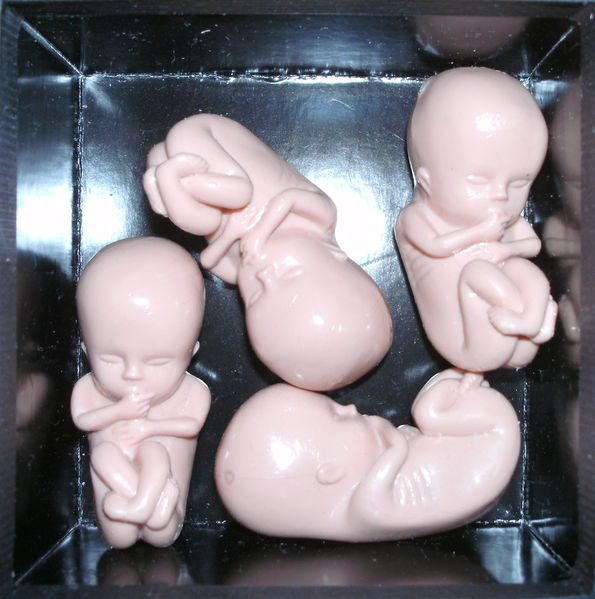 Four plastic "human" embryos