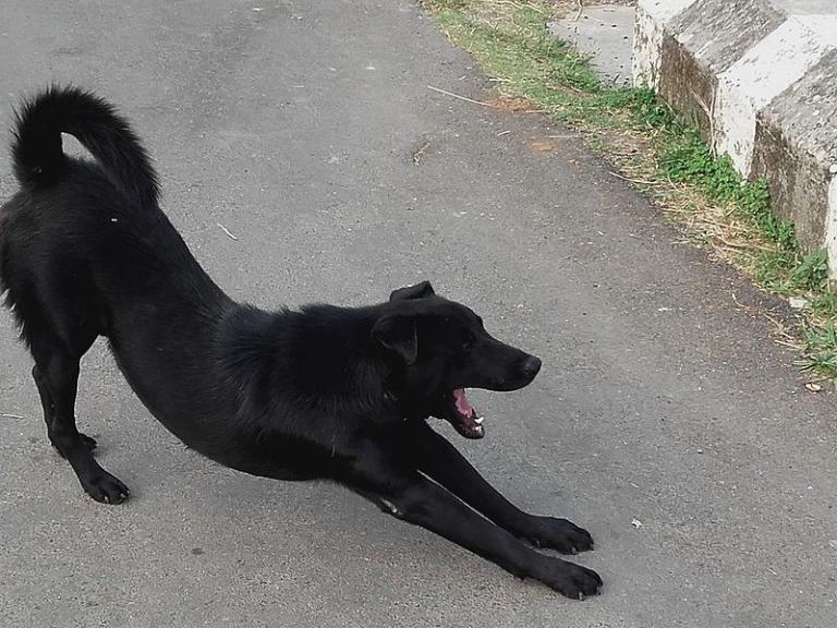 Yawning black dog