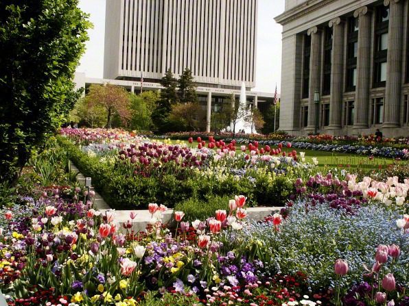 SLC Church HQ flowerbeds