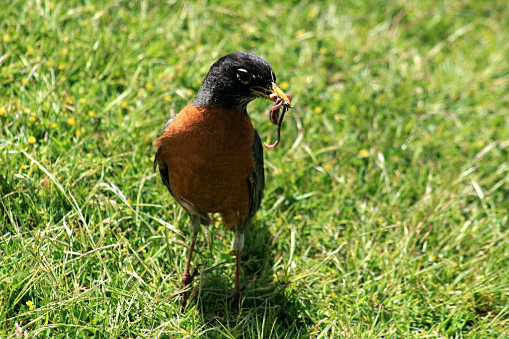 A robin with a worm