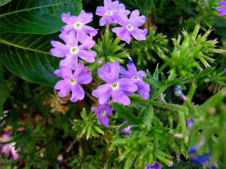 Purple flowers at Temple Square