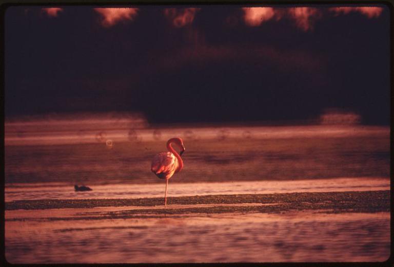 Carlsbad flamingo