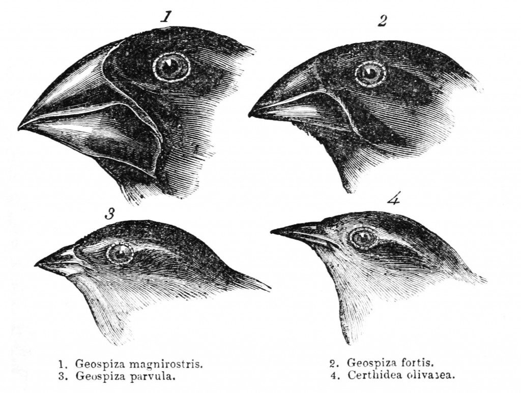 Galapagos finches