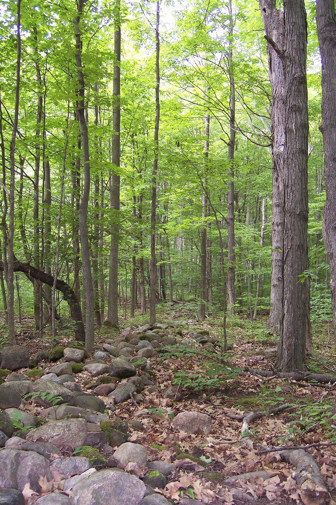 A photo of the Sacred Grove with its stone wall