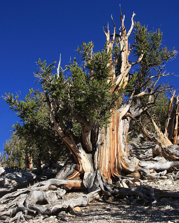 Inyo County bristlecone pine