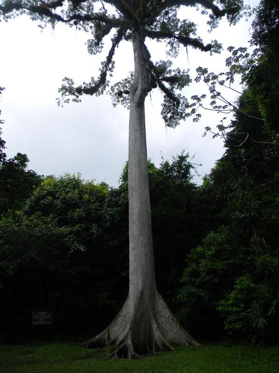 A 120-year-old ceiba tree