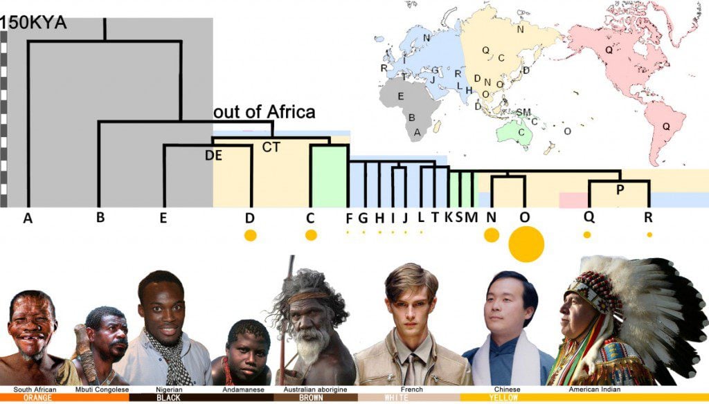 Human types and haplotypes