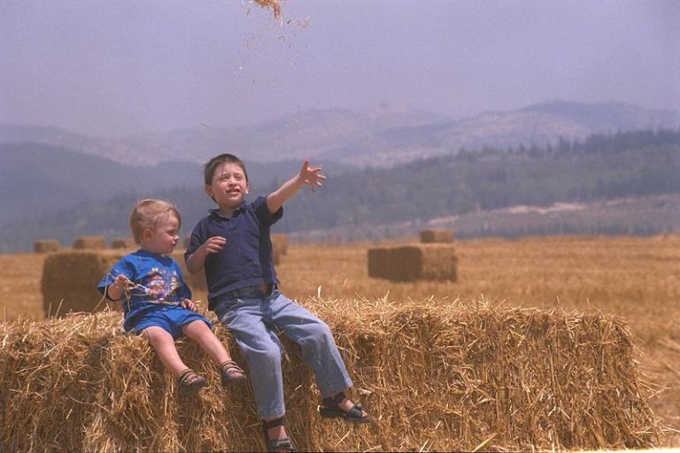 Harvesting wheat in Israel in 1998