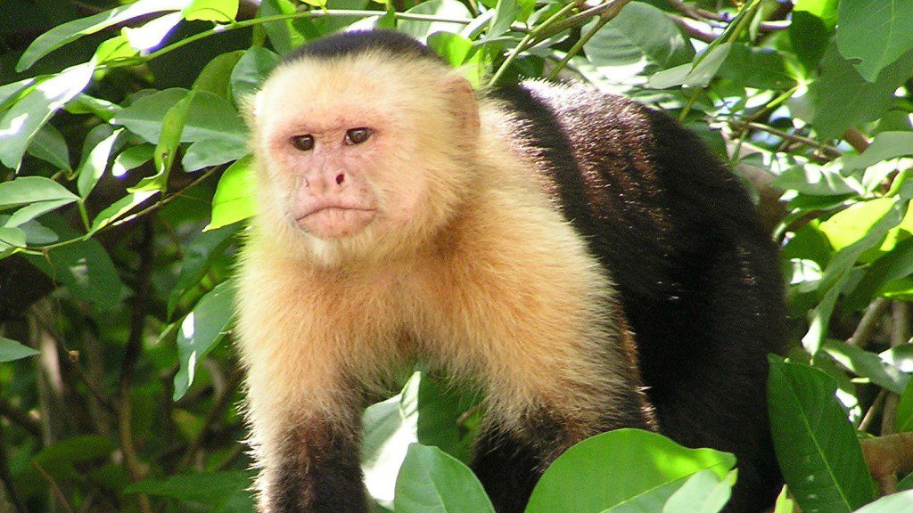 Cute Capuchin