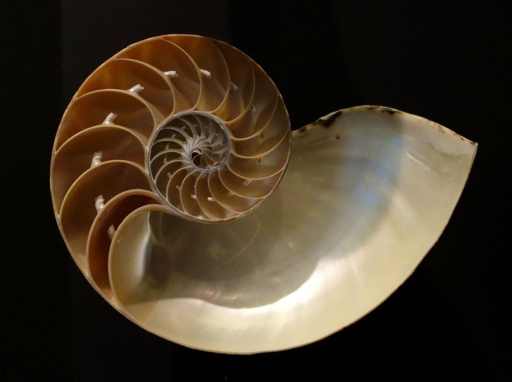 A chambered Nautilus
