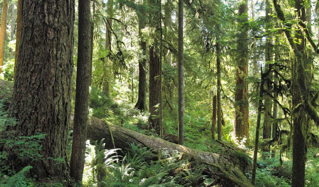 In Olympic NP