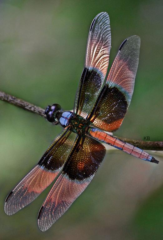 dragonfly wings