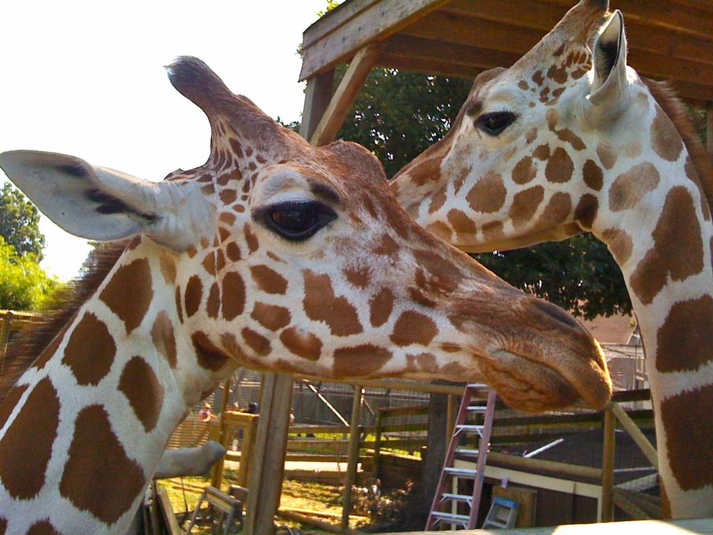 Two LDS-owned giraffes