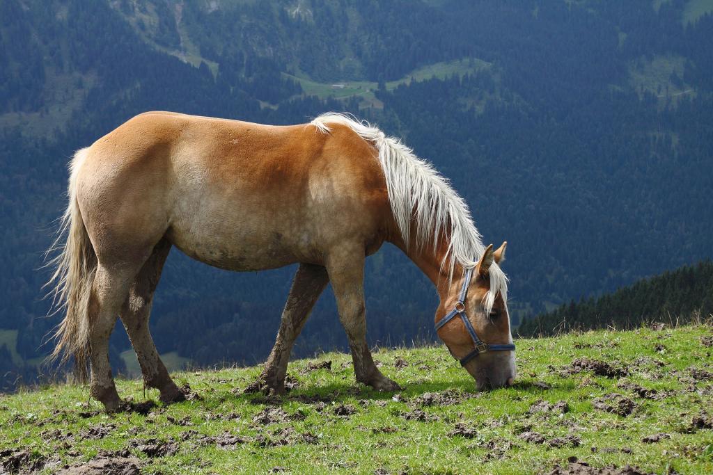 Bayrisches Pferd