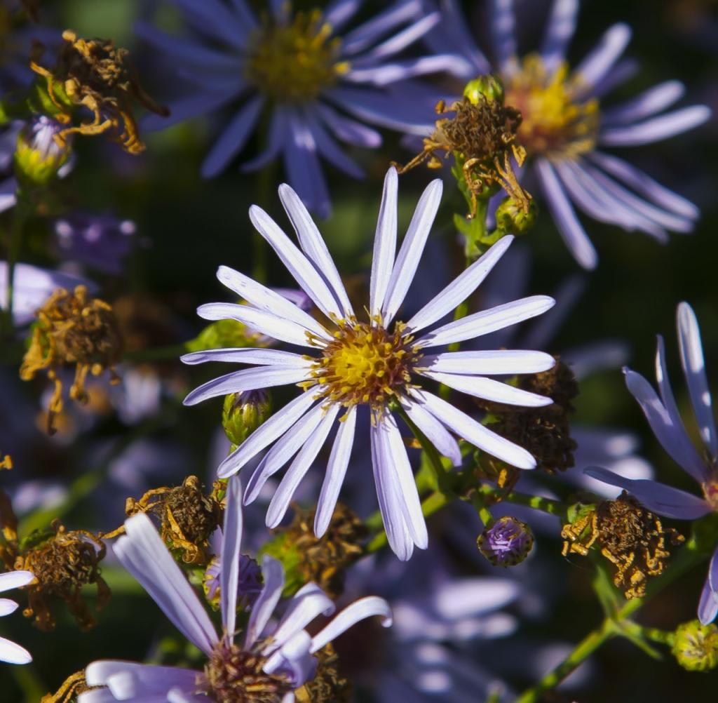A flower in Estonia