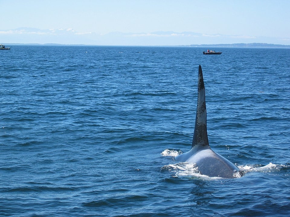 In Queen Charlotte Strait