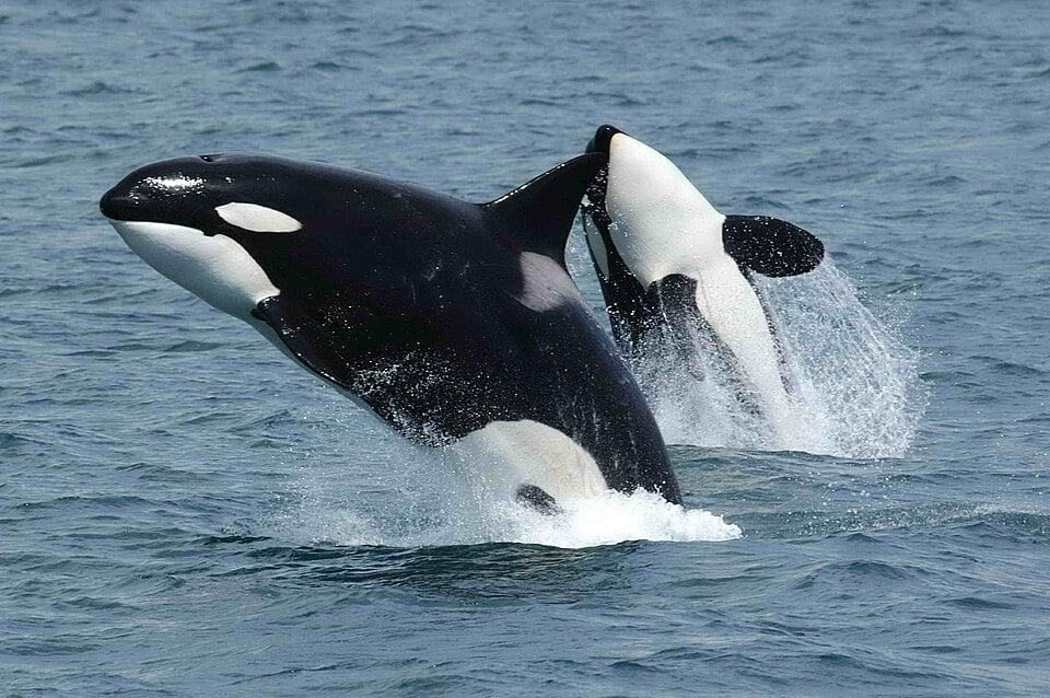 Magnificent creatures slkdflskflsjflsk