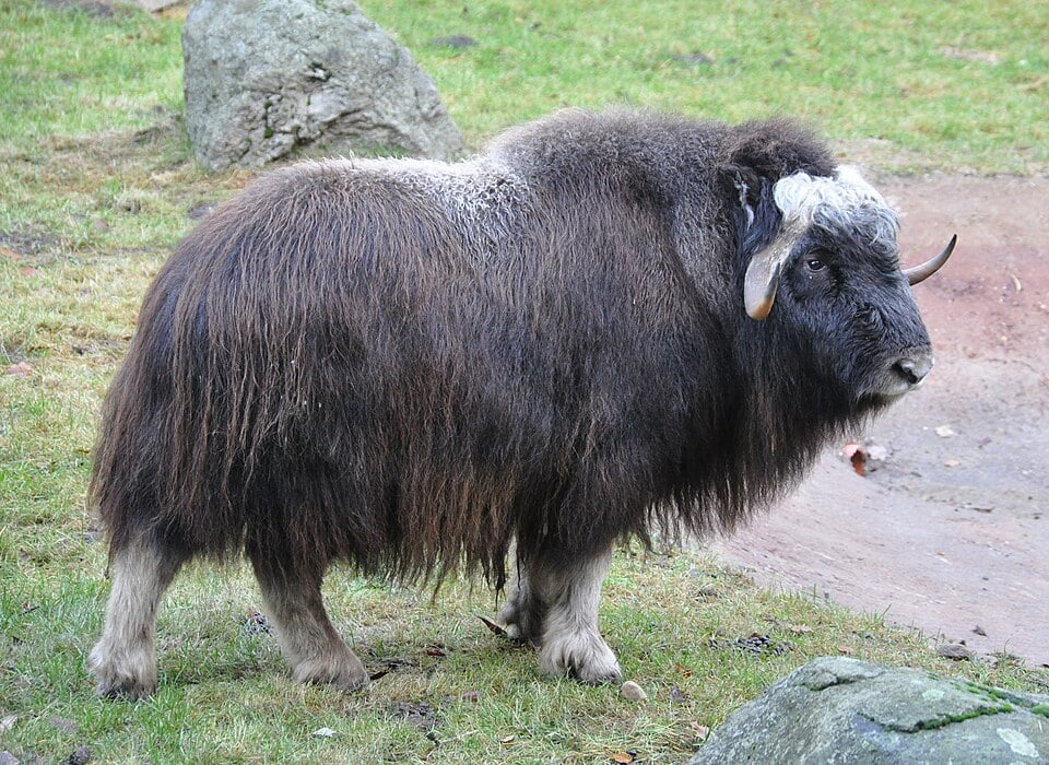 Native Americans, Musk Oxen, And More