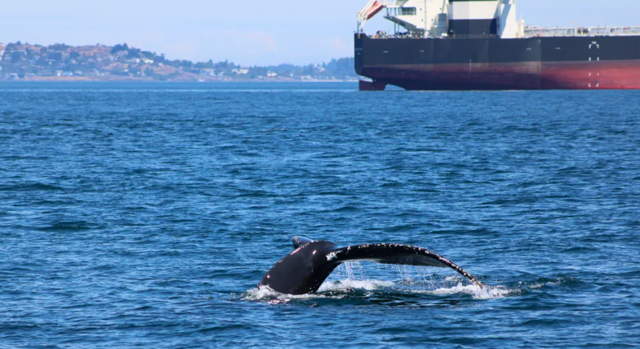Orca Spirit photo