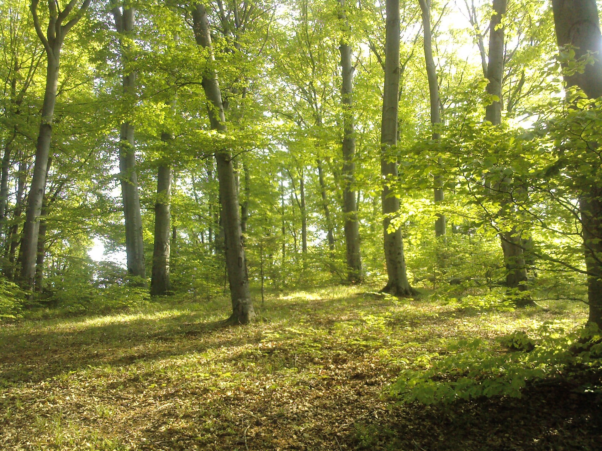 A nice forest slkdfslfj9w09rq0eq0