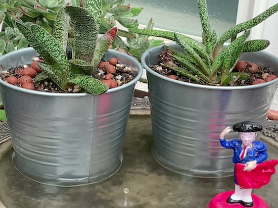 Plants and a small bullfighter figurine in the rain in Coco's actual balcony garden.