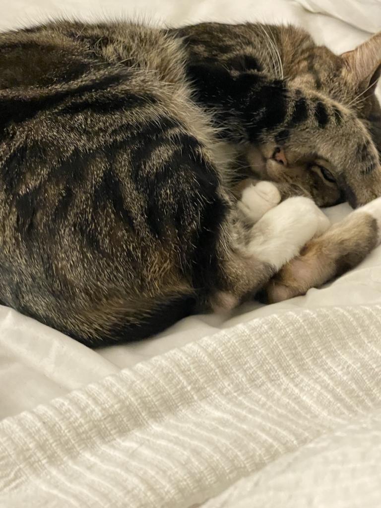 Brown and black striped cat curled up, sleeping and peeking from under its paw