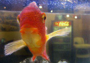 sinfish