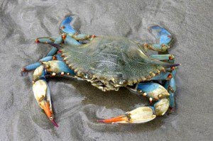 bluecrab