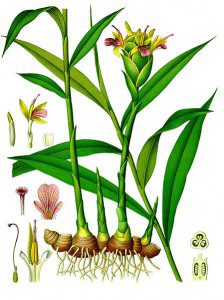 Ginger, which some herbalists use to bring on a late menstruation and prevent pregnancy