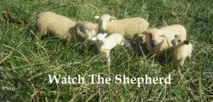 watchthehepherd