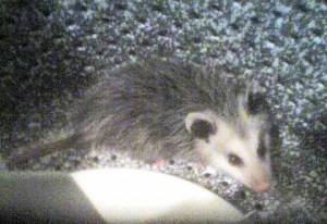 This is a possum in a washing machine, which makes just about as much sense as beating a child to stop them from crying...