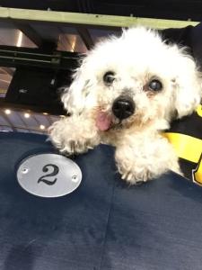 Koki at a Pittsburgh Pirates Game