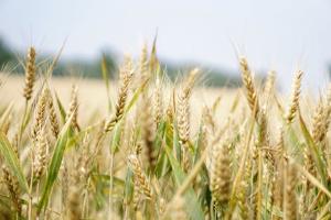Wheat field, cropss