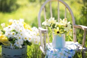 Daisy plants near a chair in summer