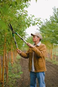 A man with pruning shears pruning a tree