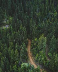 A brown road through nature pass full of trees