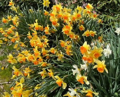 Many planted daffodils blooming