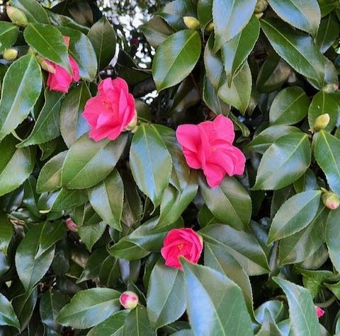 Pink camellia flowers on green leaves.