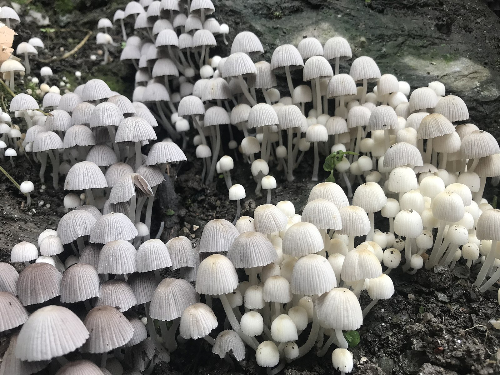 "What Have Fungi to Do with Athens?": I'm at the University Bookman - Vimarsana News