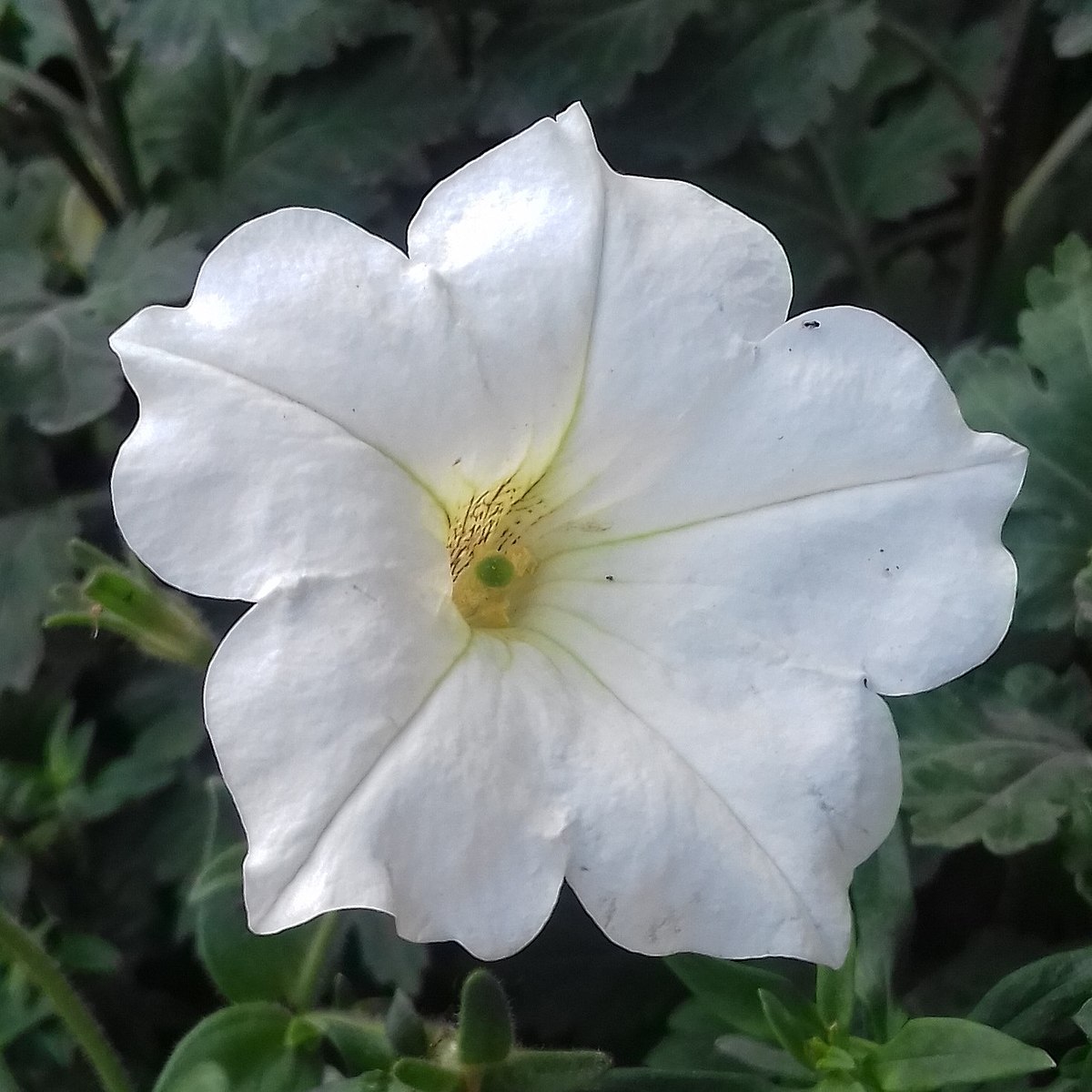 Goodfellas of the Flower Moon - Vimarsana News