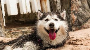 Chores interrupt quiet time: Dog in the sand needs a bath