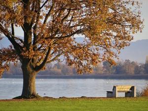 Bench by a lake is a perfect place for quiet time