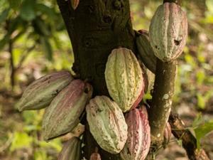 Theobroma cacao, food of the gods