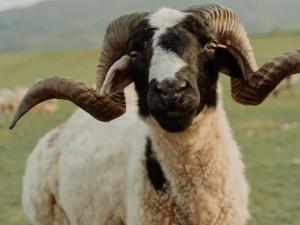 Curly horned sheep
